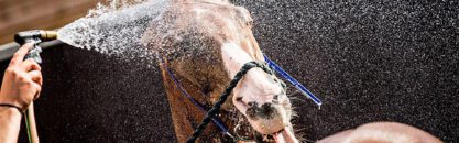 National Certificate in Horse Care (Racing route)